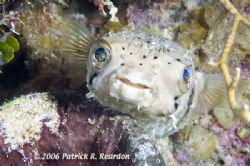 Dorky Porky. The eyes look like they are made from opals. by Patrick Reardon 